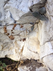Lenophyllum guttatum