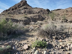 Ambrosia ilicifolia