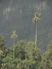 Ceroxylon quindiuense