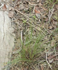 Fimbristylis tristachya