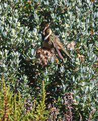 Oxypogon stuebelii