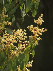 Miconia theizans