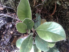 Brachyglottis elaeagnifolia