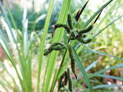 Carex lessoniana