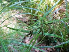 Carex lessoniana