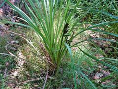 Carex lessoniana