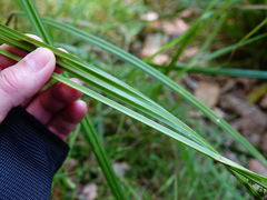 Carex lessoniana