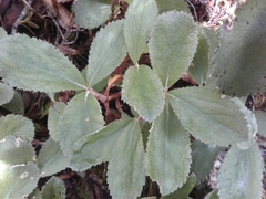 Macrolearia colensoi