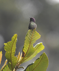 Ramphomicron microrhynchum