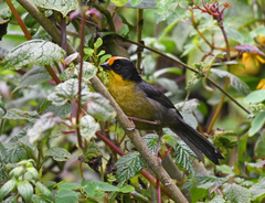 Atlapetes pallidinucha