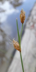Fimbristylis tristachya