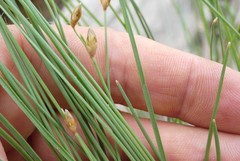 Fimbristylis tristachya