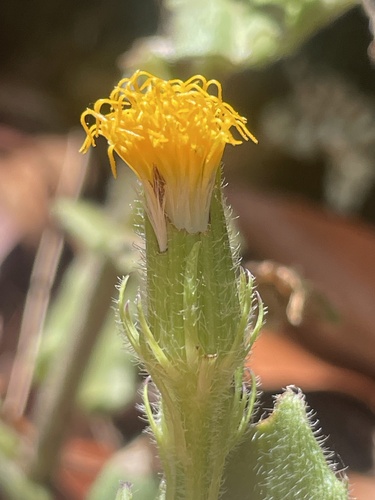 Gynura drymophila, 2026-02-08