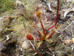 Drosera stenopetala