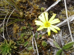 Brachyglottis bellidioides