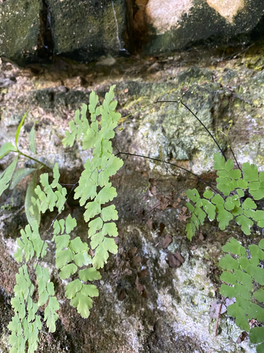 culantrillo de agua