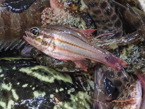 Doederlein's cardinalfish (Ostorhinchus doederleini) — Apogonidae