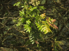 Weinmannia pubescens