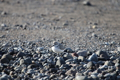 Anarhynchus frontalis