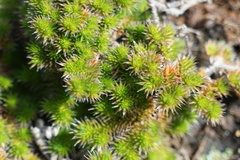 Selaginella hansenii