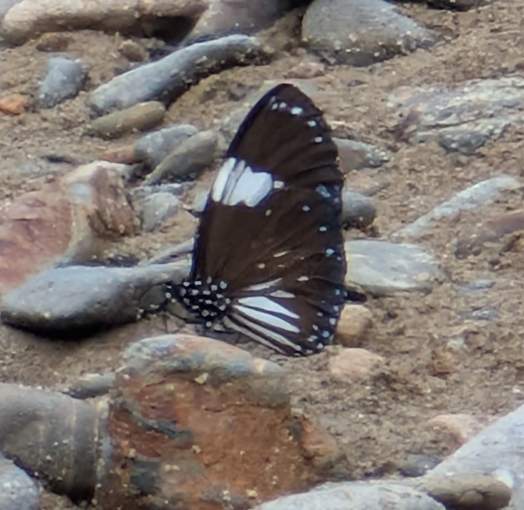 Euploea radamanthus (Euploea radamanthus)