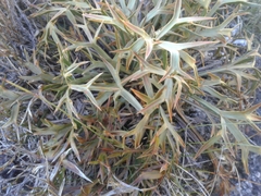 Aciphylla hookeri