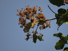 Montanoa quadrangularis