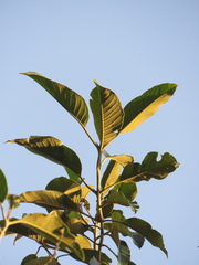 Citharexylum subflavescens