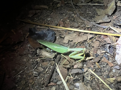 African Lined Mantis