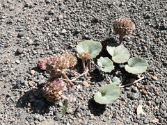 Pozoa coriacea