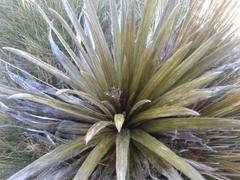 Celmisia armstrongii