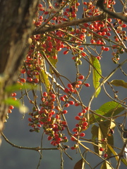 Citharexylum subflavescens