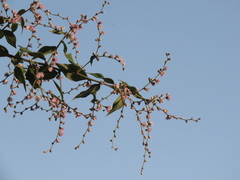 Lepidaploa canescens