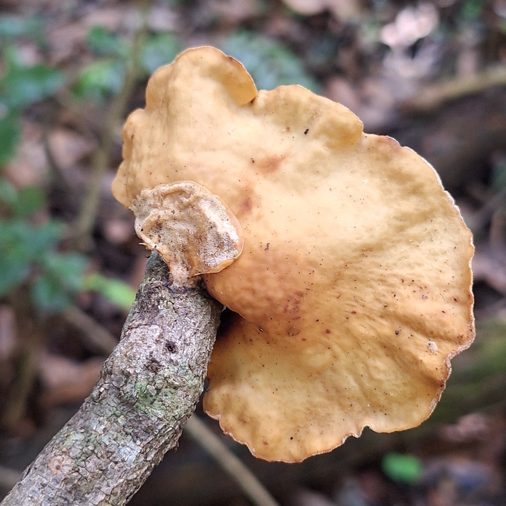 Mycobonia flava · February 2026 · photo: © deniszabin (iNaturalist, cc-by)