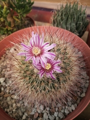 Echinofossulocactus ochoterenaus