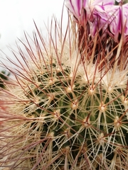 Echinofossulocactus ochoterenaus