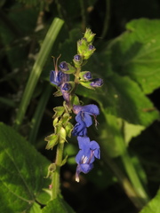 Salvia scutellarioides