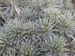 Celmisia sessiliflora