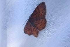 Leptostales rubromarginaria