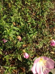 Oenothera speciosa
