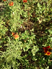 Ratibida columnifera