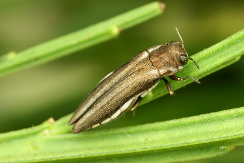 Agrilus cinctus