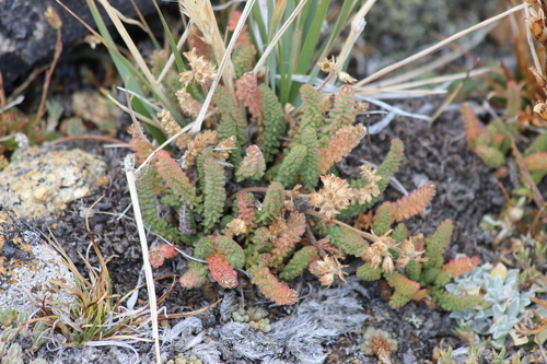 Gordon's Mousetail (Ivesia gordonii)