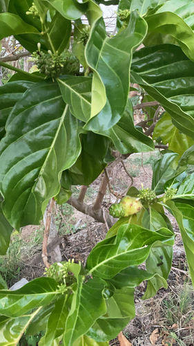 Noni