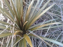 Celmisia armstrongii