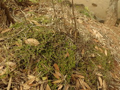 Coprosma neglecta