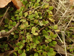 Coprosma neglecta