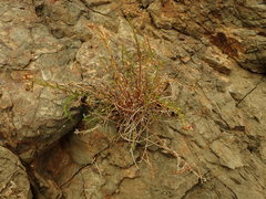 Samolus repens strictus