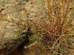 Samolus repens strictus