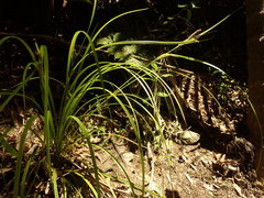 Carex forsteri